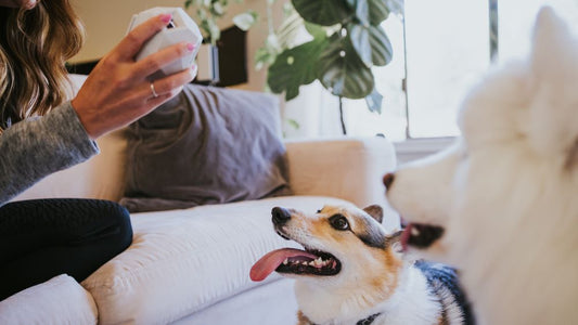 Modern Mastery: The Design Philosophy Behind Up Dog Toys by Up Dog Toys
