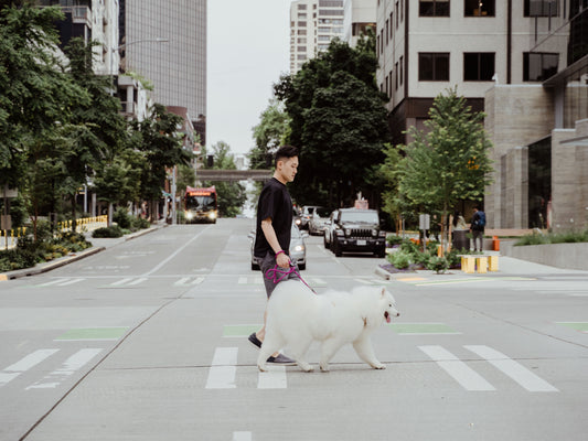 man walking dog in urban city with Up Dog Magnetic Leash