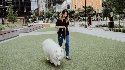 Unveiling the Path to Ultimate Happiness for Your Pup