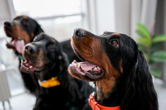 low energy dogs
