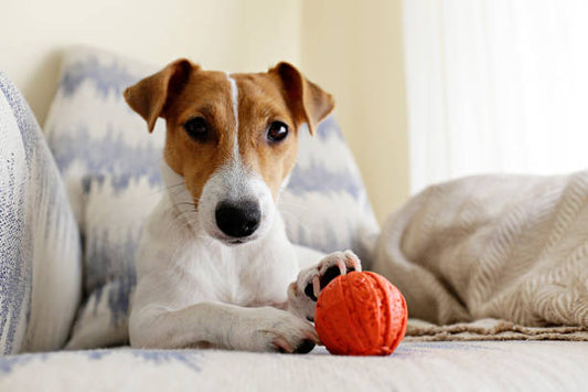Dog Separation Anxiety Toys: How Can They Help