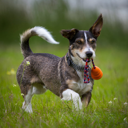 how dog puzzle toys prevent boredom