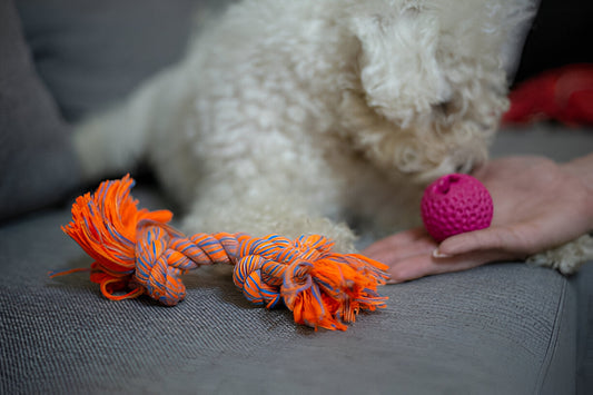 The Role of Chew Toys in Stimulating Your Dog