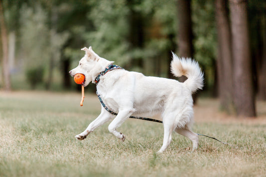 Best Toys for Dogs with High Prey Drive