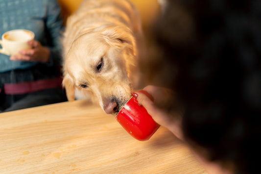 Can Dogs Eat Jello?