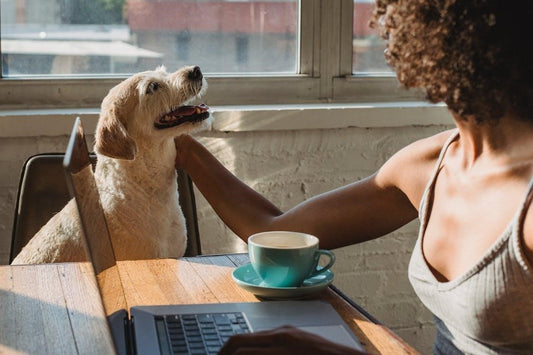 Tips to Help You Start a Business While Adopting a Dog by Up Dog Toys