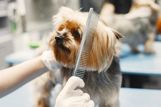 How to Start Your Pet-Based Business