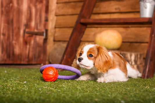 Best Dog Toys for Small Dogs