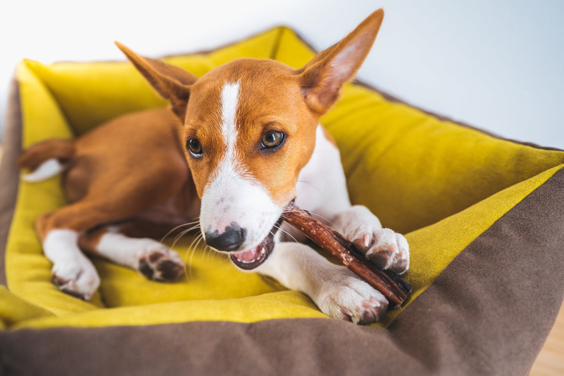 Leather Chew Toys for Dogs