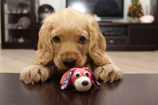 Why Do Dogs Cry When Carrying a Toy