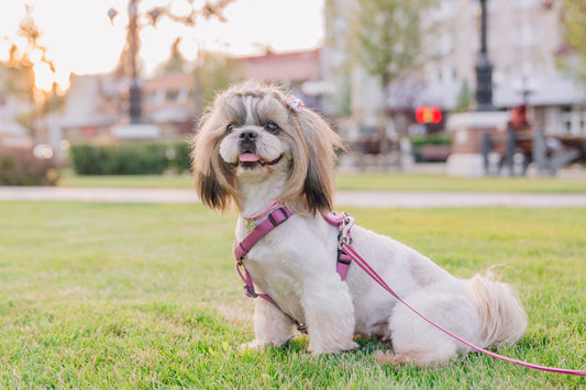 Can a Dog Wear Harnesses All the Time?