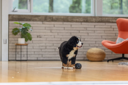 Solving Pup Problems: Designing Modern Dog Toys with a Purpose by Up Dog Toys