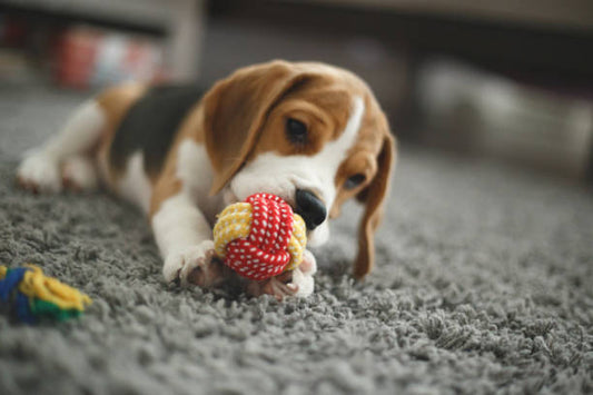 Why Should You Consider Treat Puzzle Toys for Your Dog