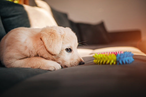 Toys For a Dog Who Can't Chew