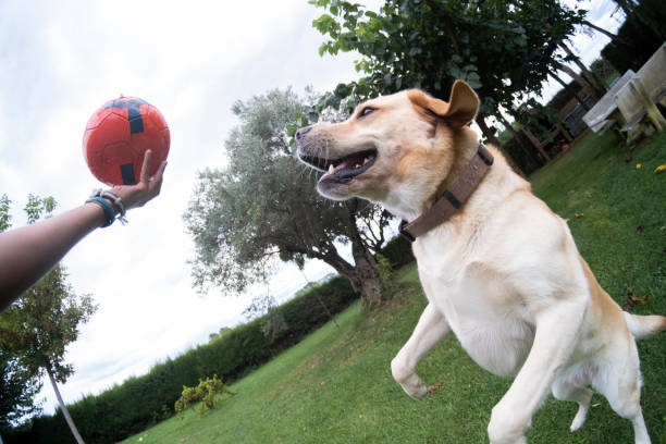 Can Plastic Toys Cause Allergies in Dogs?