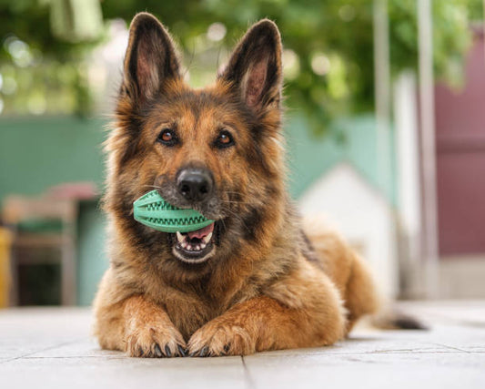 Are Puzzle Toys Good for Dogs?