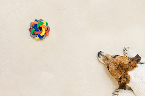How to Clean and Maintain Your Treat Puzzle Toys for Longevity