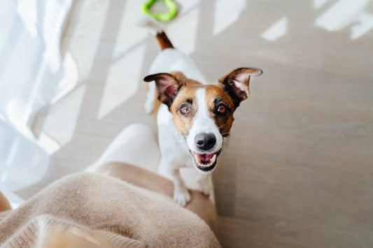 Toys For Hyper Dogs: 9 Tips For Calming Down