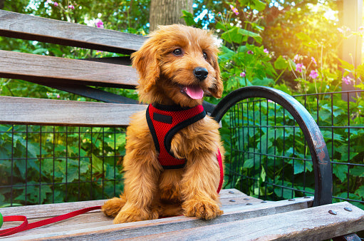 Benefits of Using a Magnetic Dog Harness