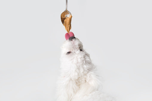 Dog toys to put peanut butter in