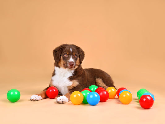 What Color Toys are Best for Dogs