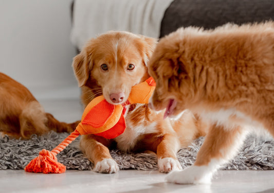 Why Do Dogs Shake Their Toys