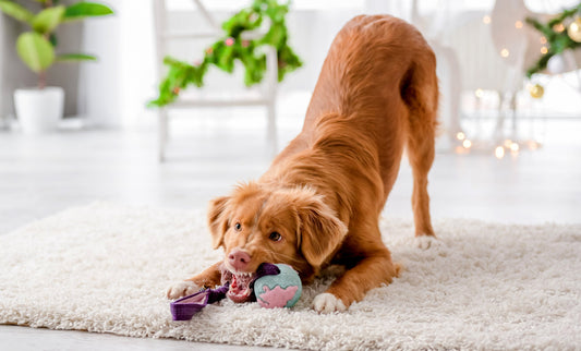Why Do Dogs Like Squeaky Toys