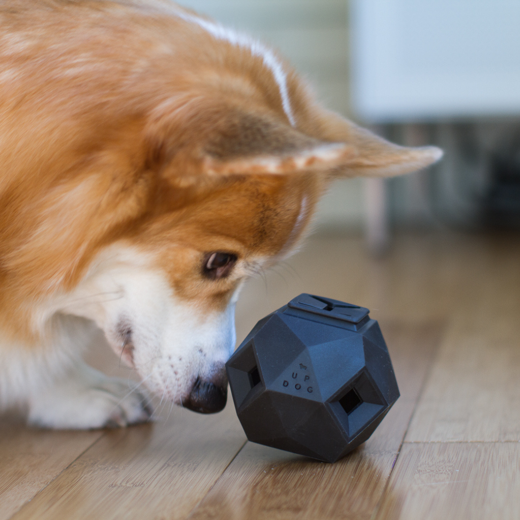 Dog enjoying a mental stimulation toy – The Odin treat dispenser By: Up Dog Shop