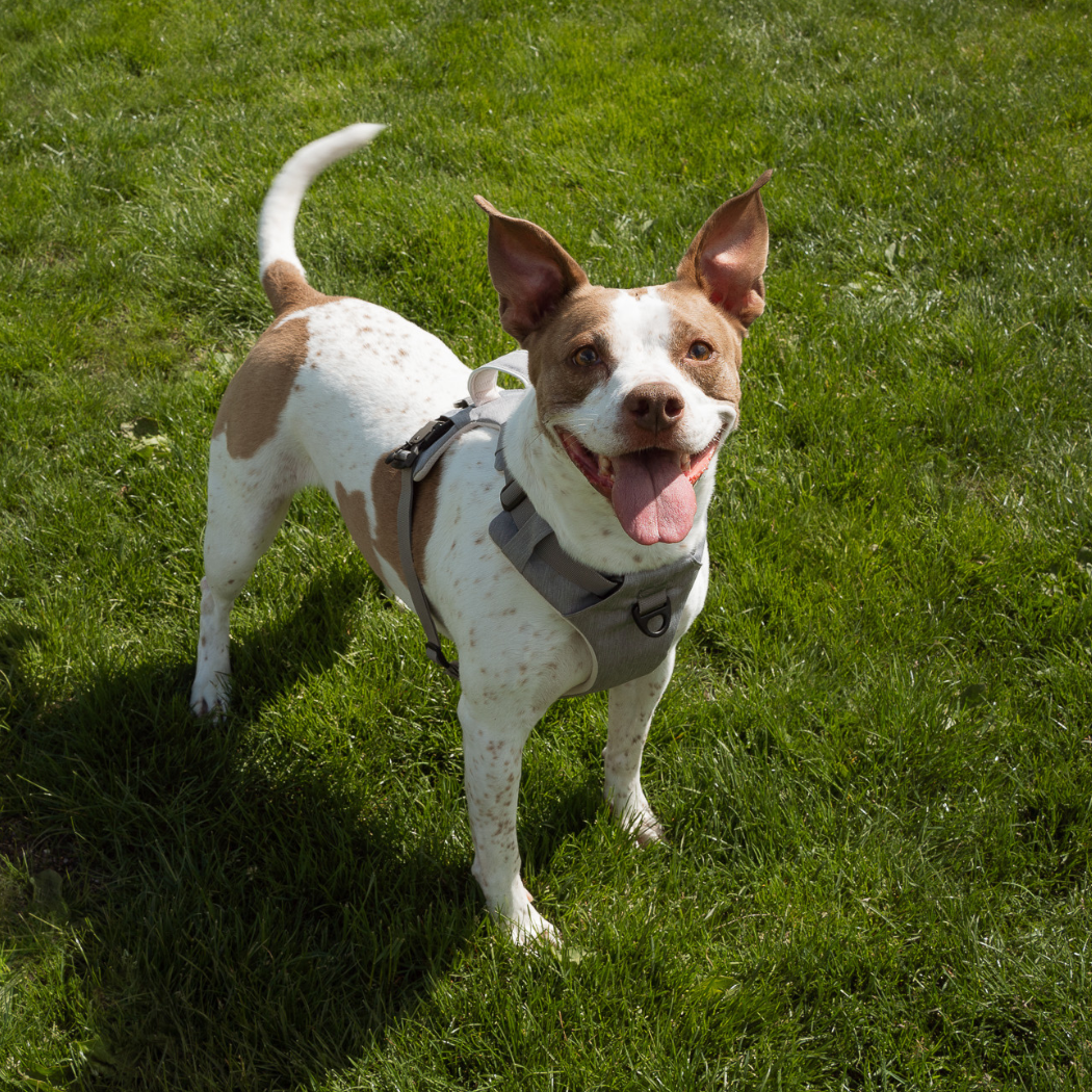Easy dog walking with a no pull, quick release modern dog harness by Up Dog Shop