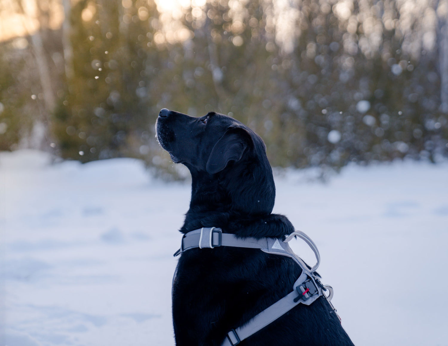 Black dog wearing Up Dog magnetic harness in a snowy landscape with trees in the background