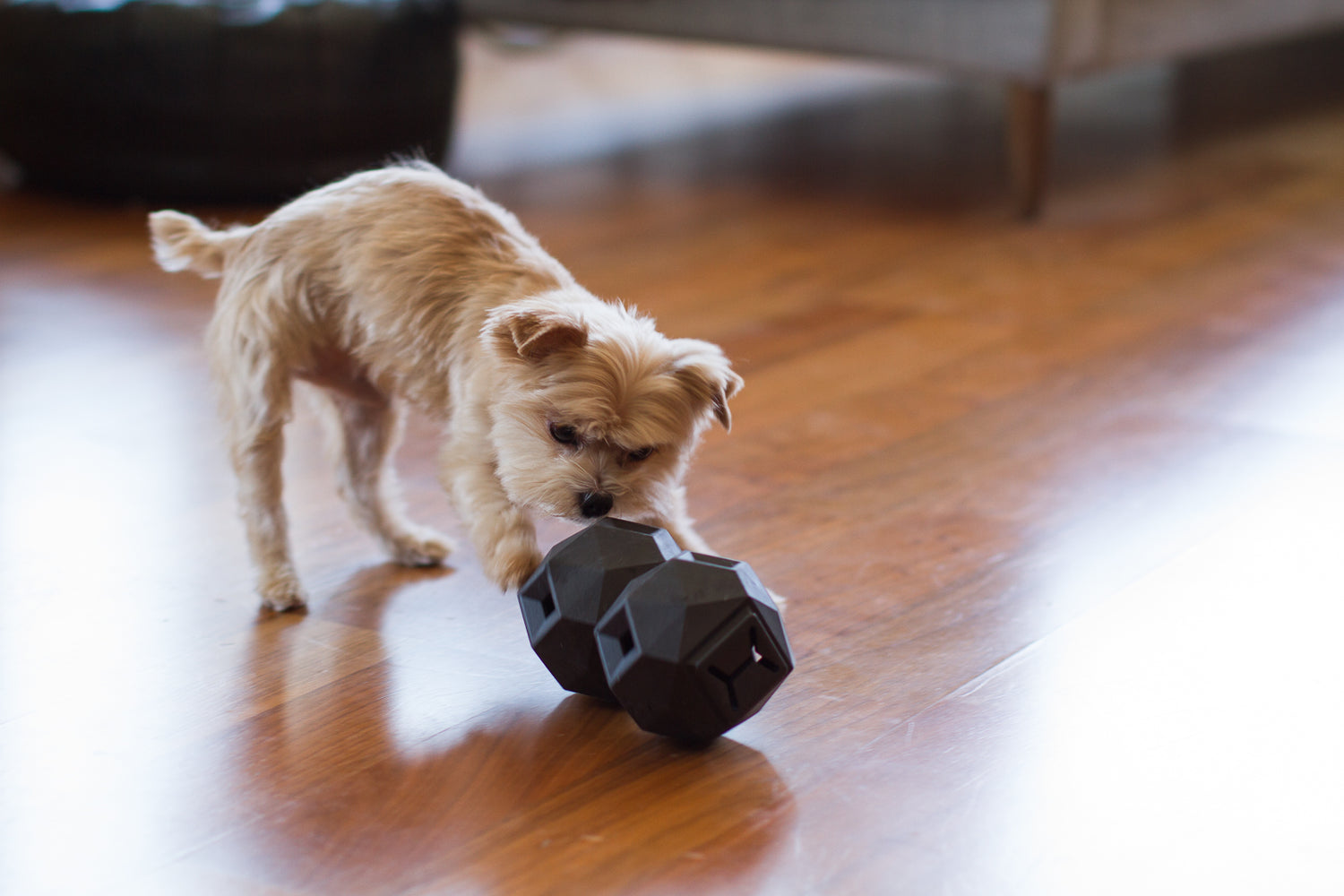 Dog enjoying a mental stimulation toy – The Odin treat dispenser by Up Dog Shop