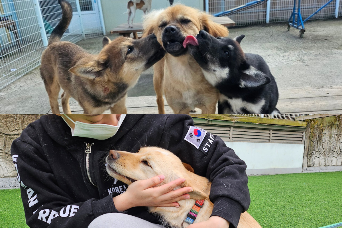 Up Dog Shop's Giveback Program - Shop and donate now