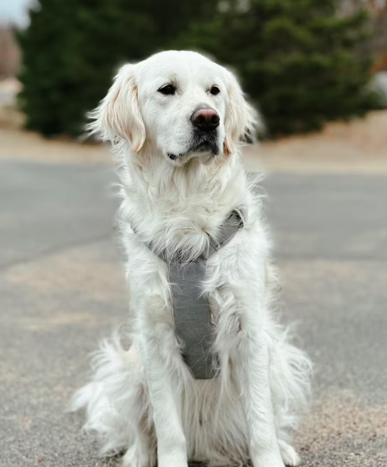 dog harness magnetic closure by Up Dog Shop