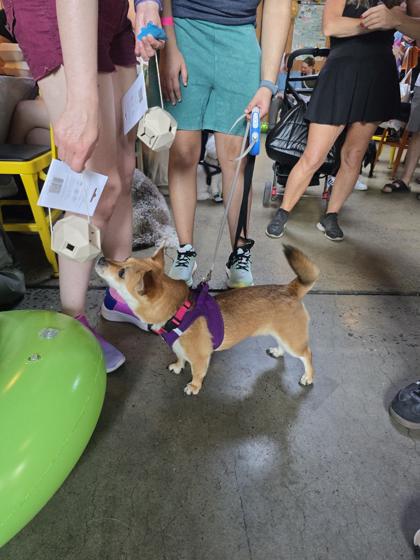 Odin Toy Donation Winner by Up Dog Shop and Korean K9 Rescue