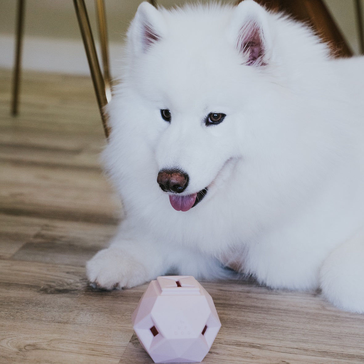 Dog Mental Stimulation Toys by Up Dog Shop