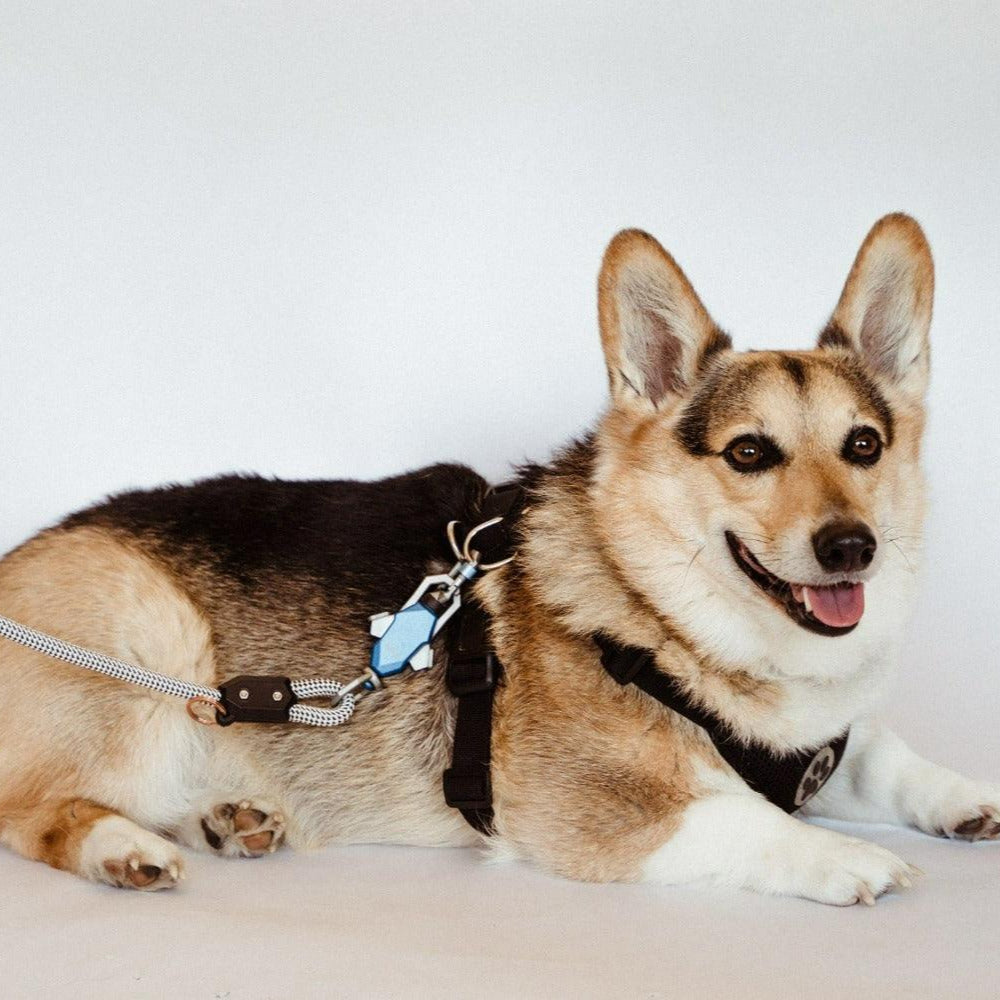 Corgi using Up Dog magnetic leash