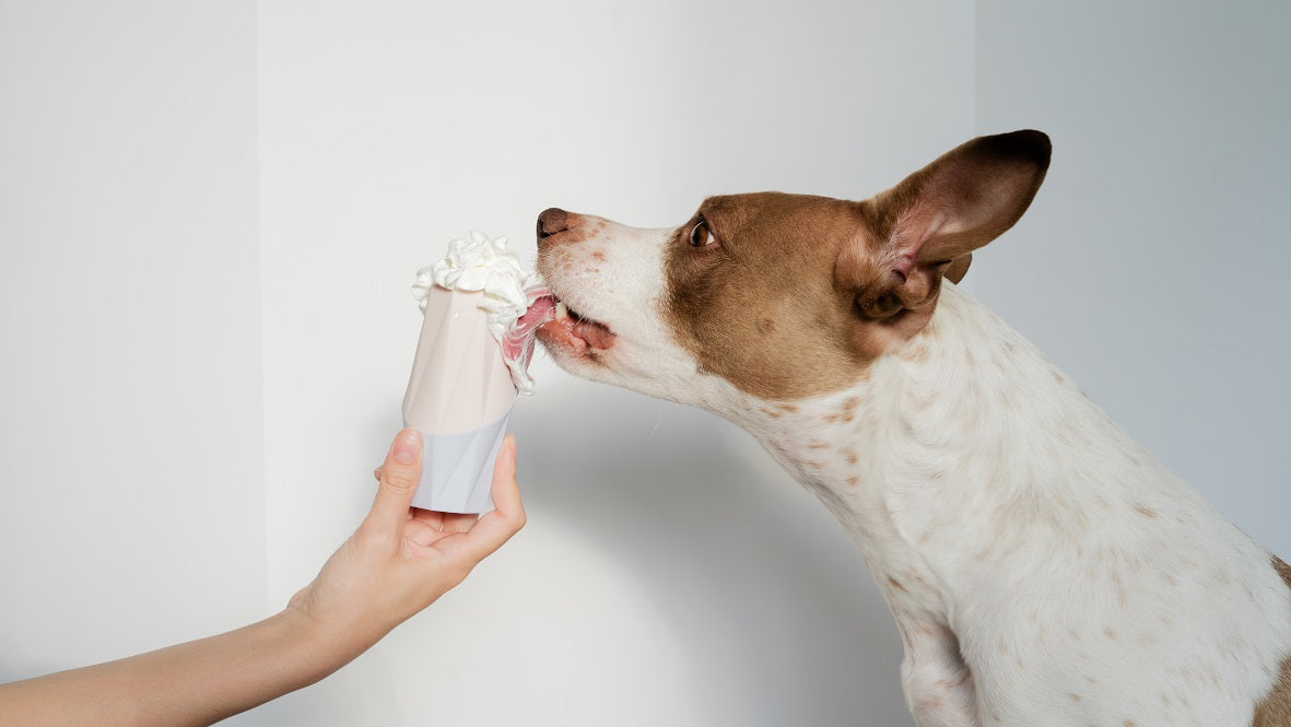 The Ubbe - Treat Dispensing Licking Toy by Up Dog Shop