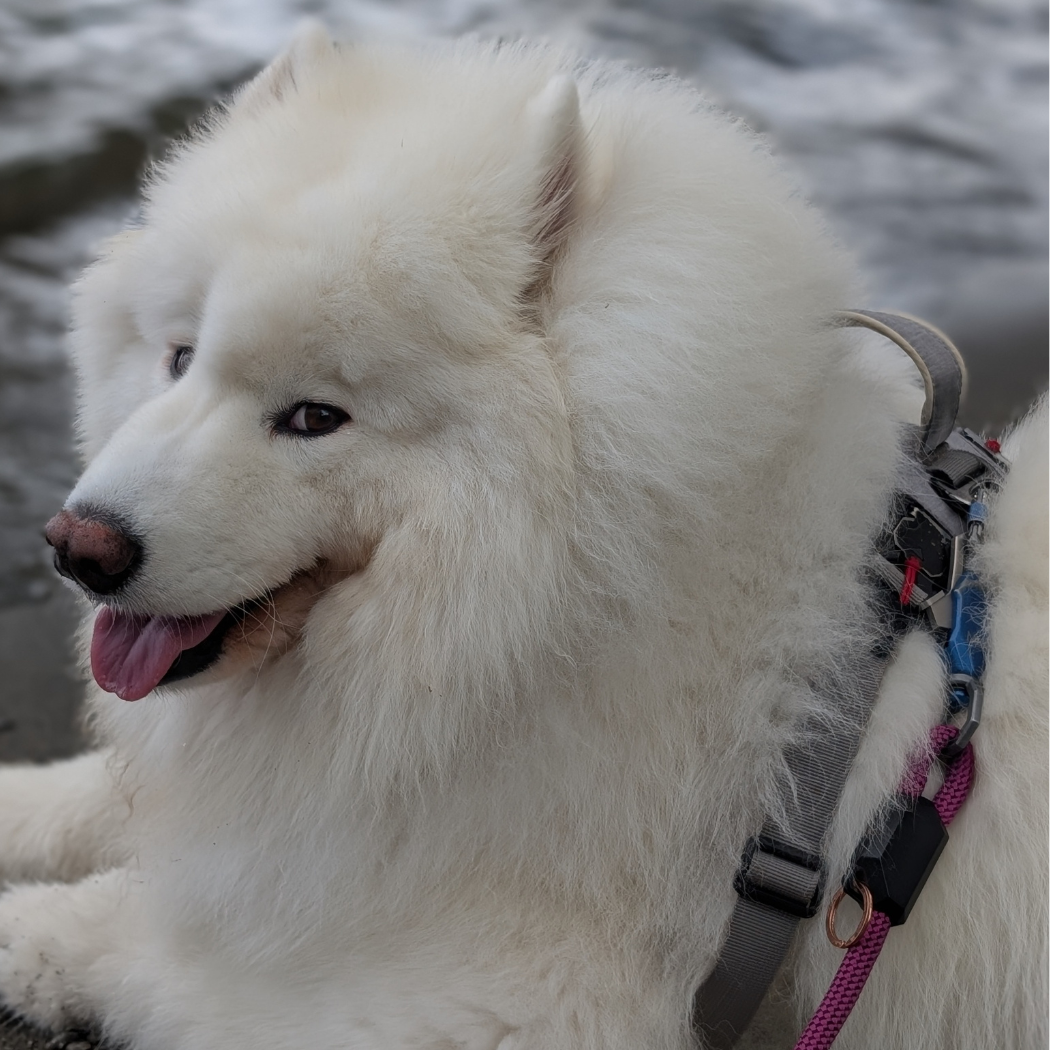 White dog with Up Dog Shop Magnetic Harness and Magnetic Leash