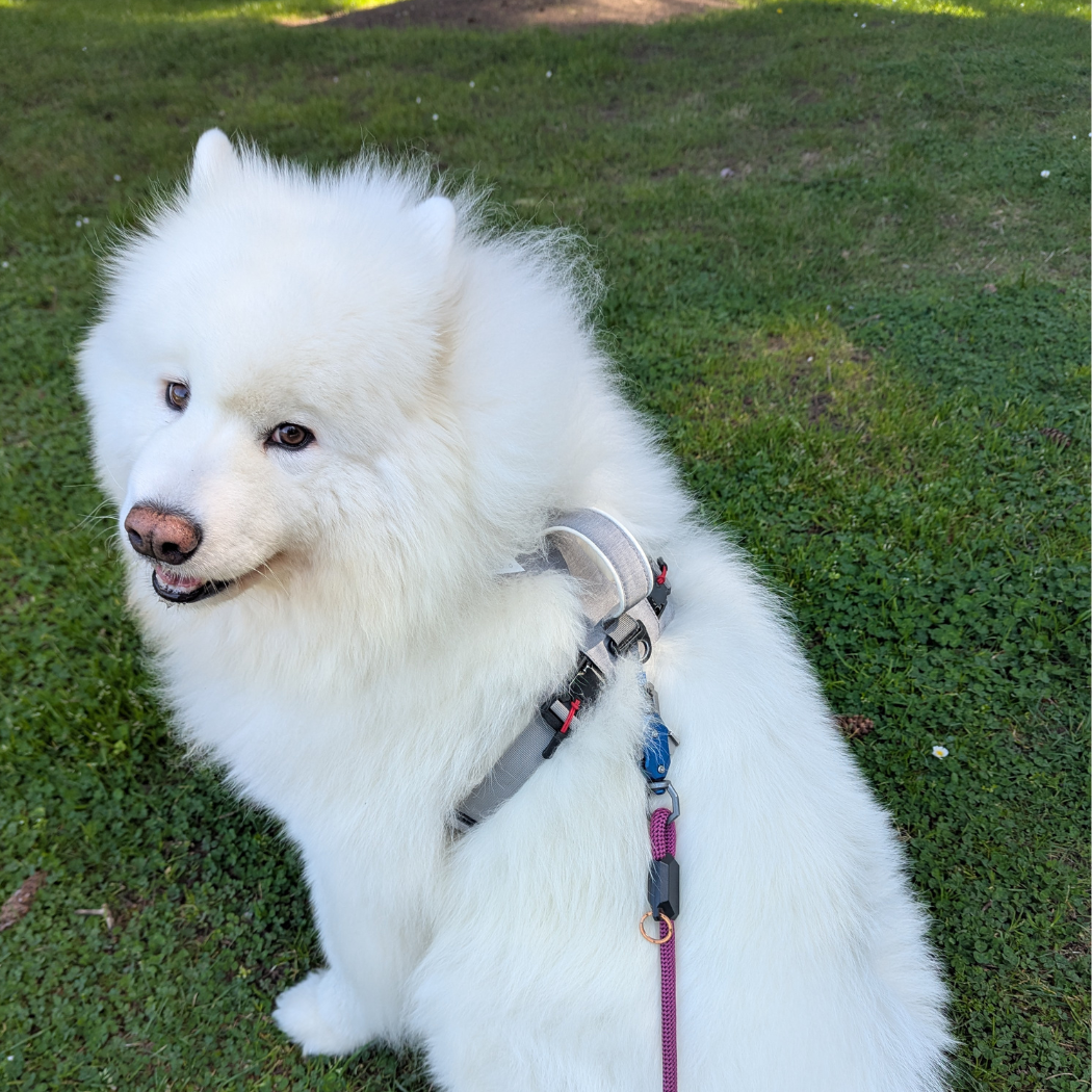 White dog wearing Up Dog Shop magnetic dog harness with handle sitting on green grass