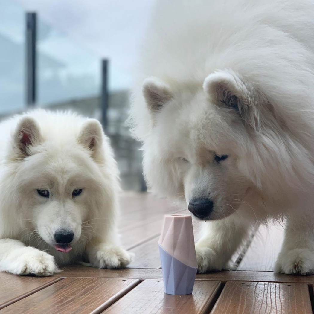 Two white dogs interacting with the Ubbe licking toy by Up Dog Shop