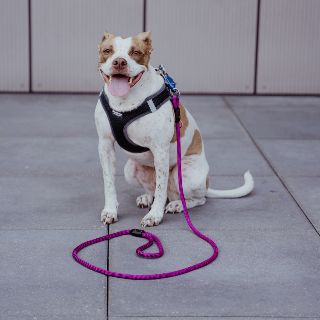 Dog sitting on a concrete surface with Up Dog magnetic leash