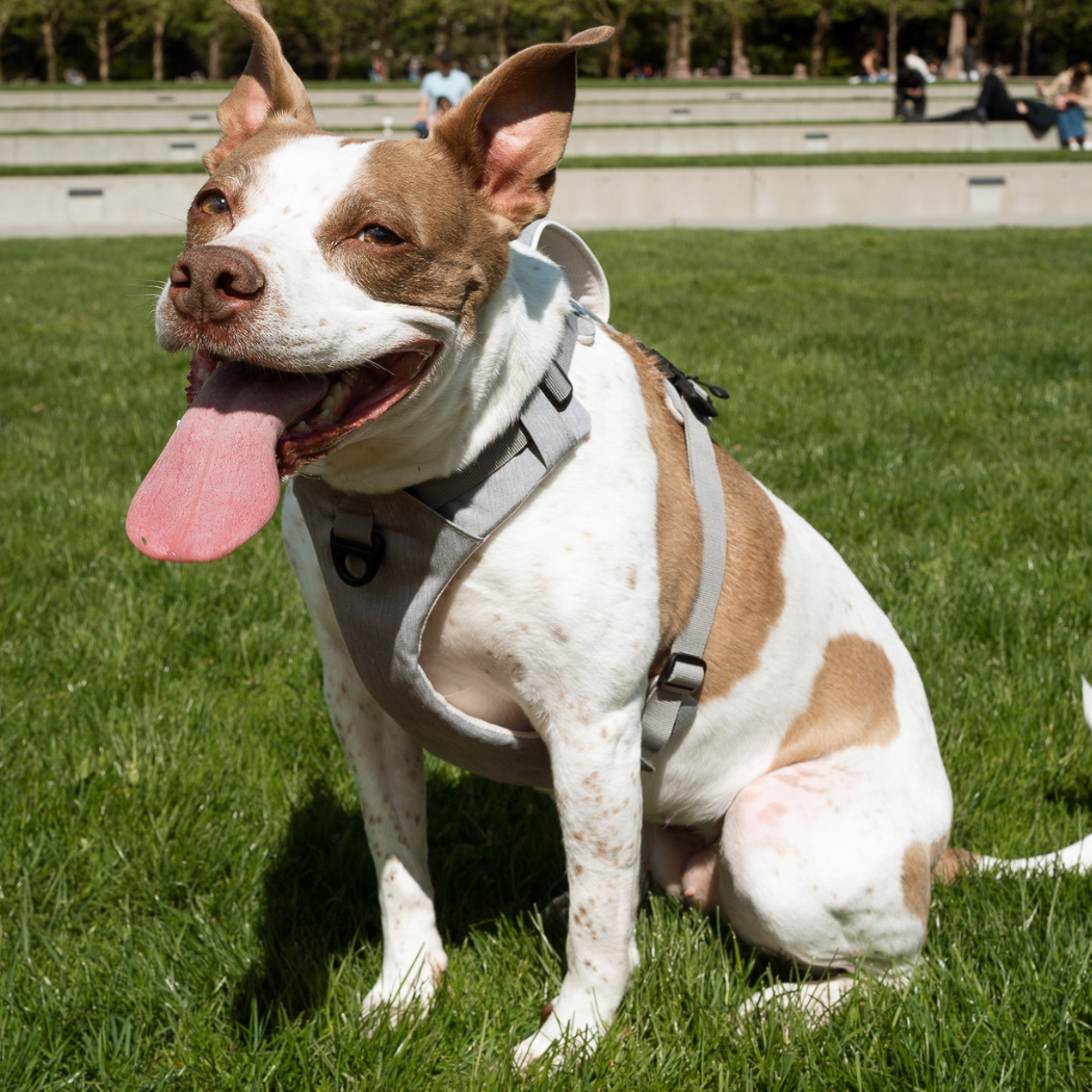Dog wearing a Up Dog magnetic harness sitting on grass with people in the background