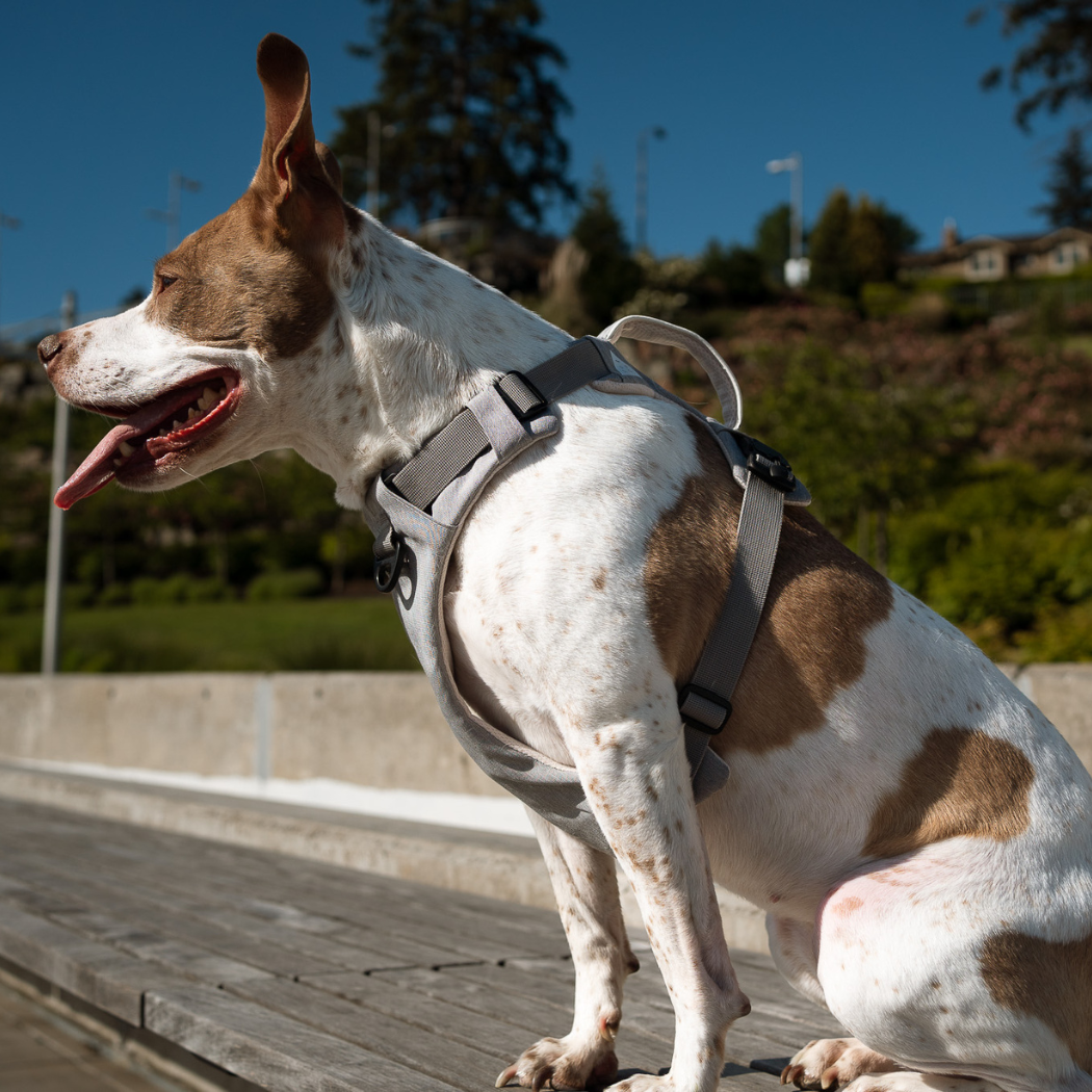 Brown and white dog sitting on a wooden bench and wearing Up Dog Shop magnetic harness