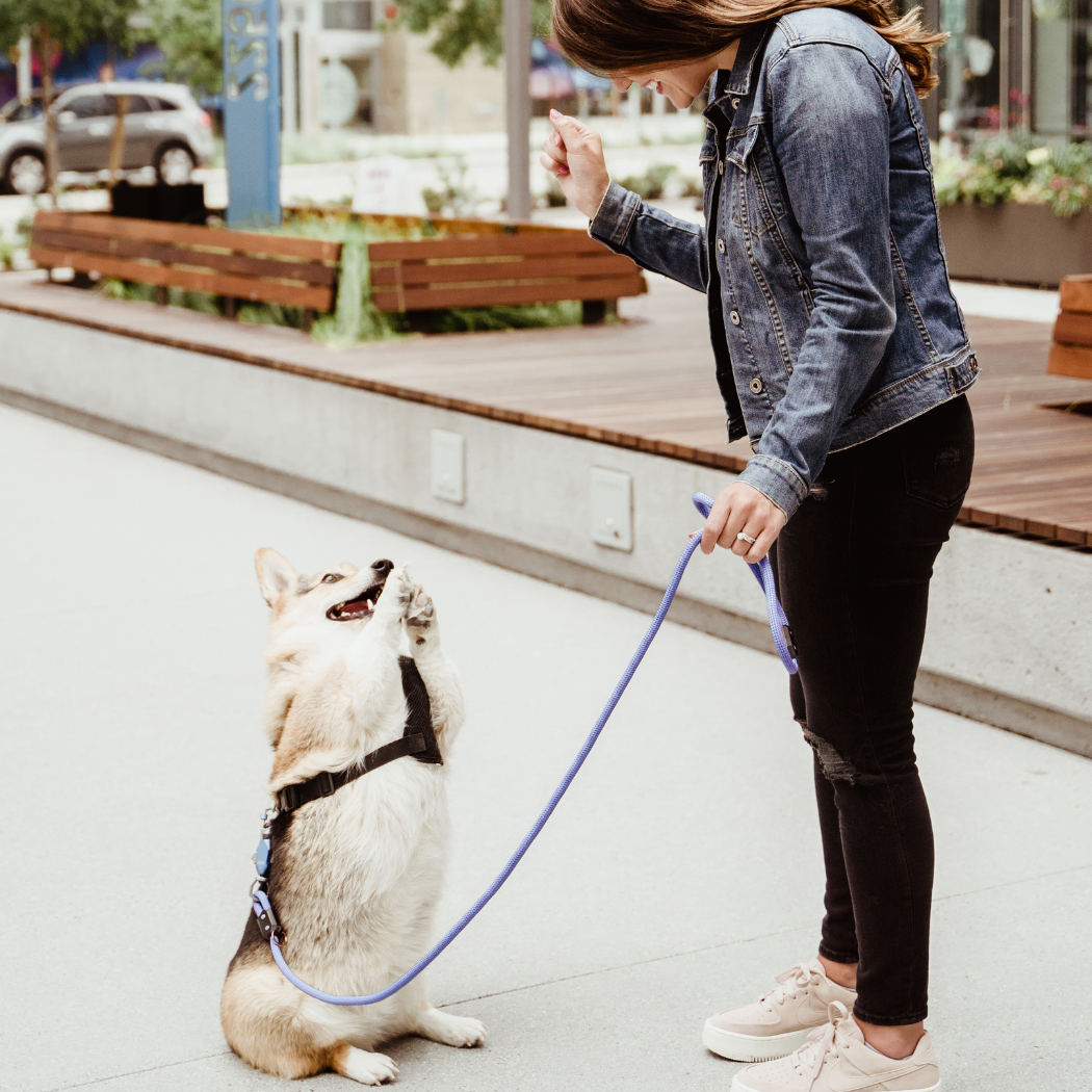 Woman standing with a dog on Up Dog magnetic leash in an urban setting