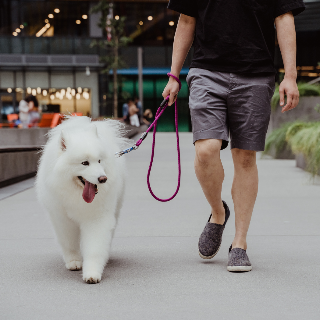 Person walking a white dog on Up Dog magnetic leash in an urban setting