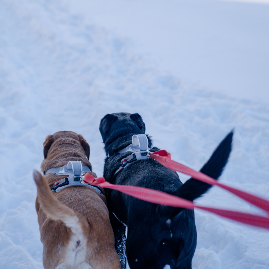 Two dogs on leashes walking on a snowy surface wearing Up Dog quick release magnetic harness