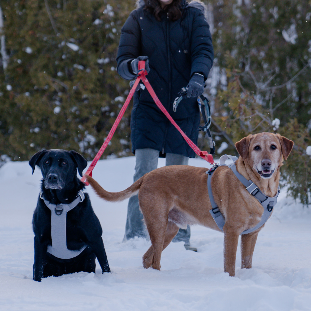 Two dogs on a leash being walked in the snow wearing Up Dog magnetic dog harness with no pull design