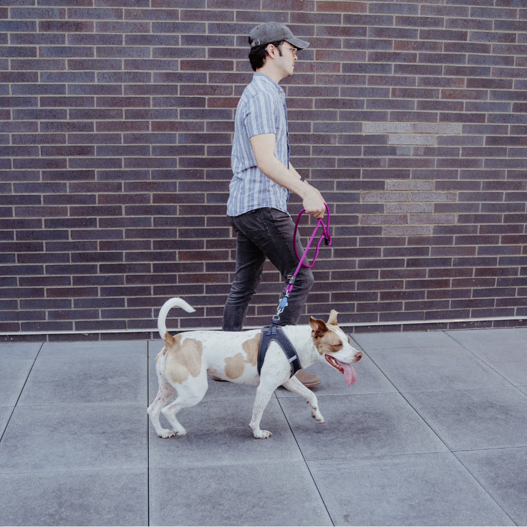 Man walking a dog on Up Dog magnetic leash against a brick wall.