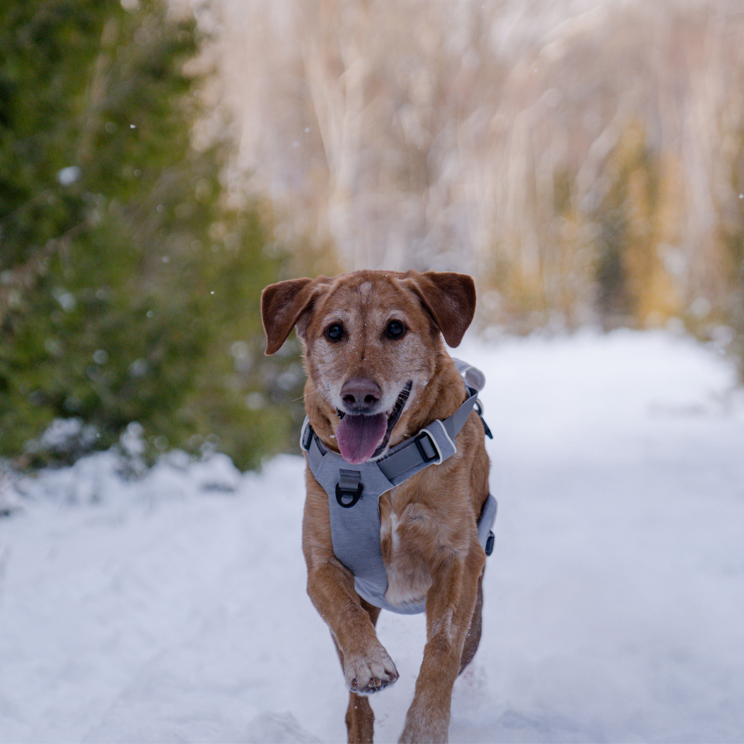 Dog running in the snow with Up Dog magnetic harness