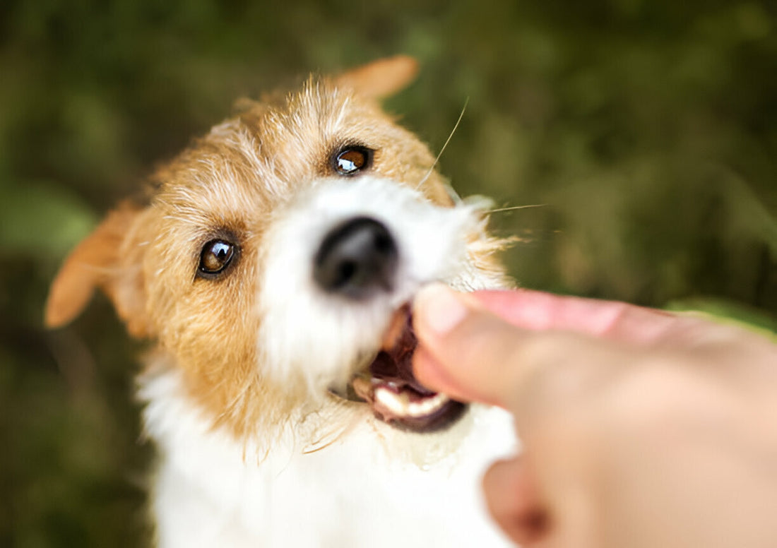 Dental Treats for Dogs